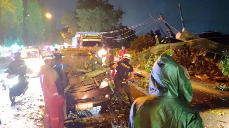 Pohon Tumbang Timpa Minibus di Arteri Supadio