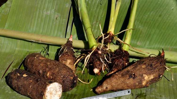 Lagi Tren Ganti Bahan Masakan Pakai Kimpul, Sebenarnya Apa Itu Kimpul?