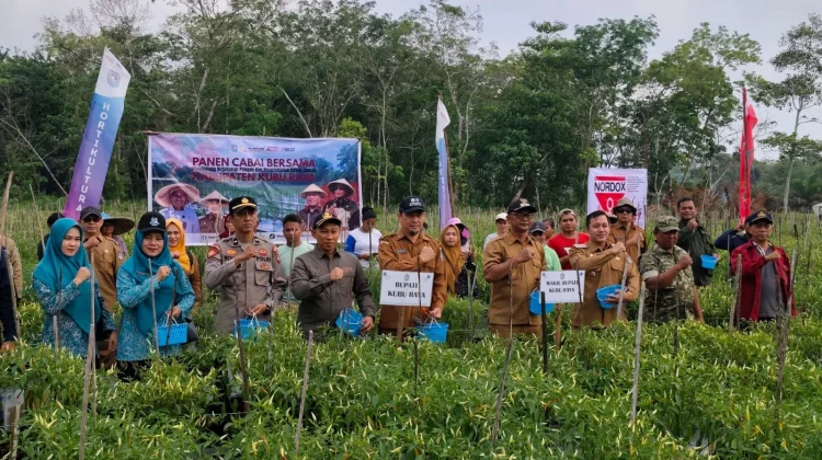 Panen Cabai di Kuala Mandor B, Langkah Nyata Kubu Raya Kendalikan Inflasi Pangan