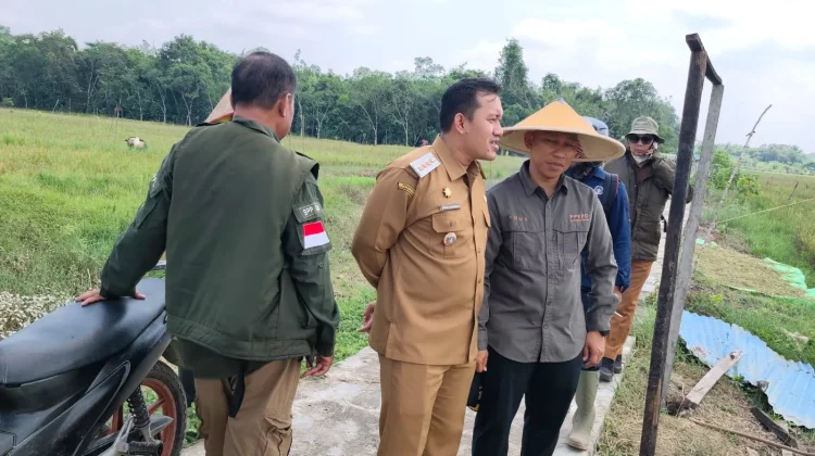 Kadis Ketahanan Pangan dan Pertanian Tinjau Lahan Sawah LP2P di Desa Kuala Mandor B