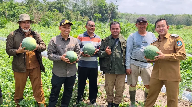 Potensi Semangka sebagai Salah Satu Pengembangan Komoditas di Kubu Raya