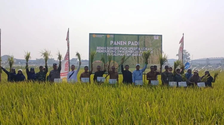 Benih Padi Spesifik Lokasi Dipanen, 191 Hektare di Sungai Raya Dapat Dukungan PMAAS