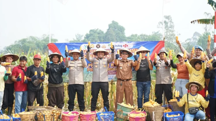 Lahan Eks-PETI di Bengkayang Hasilkan 5 Ton Jagung