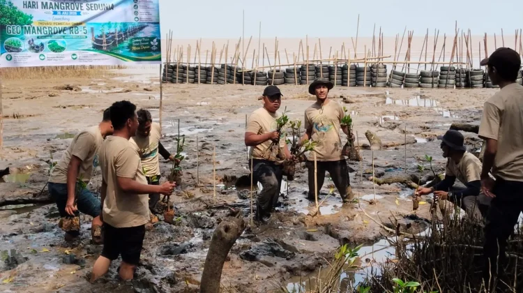 Geo Mangrove B5 Jadi Inovasi Pemecah Ombak Sungai Kupah