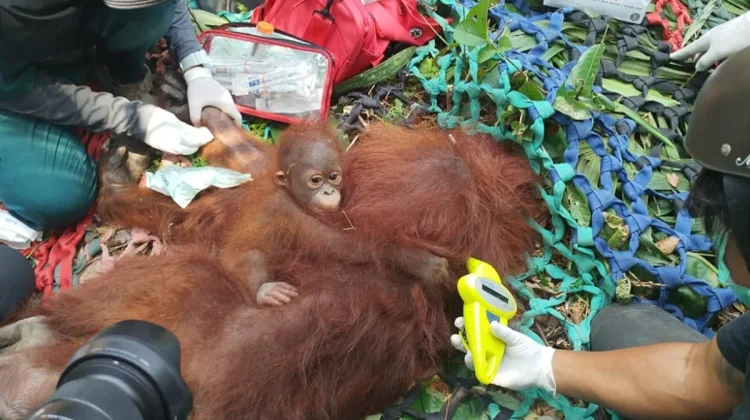 Karhutla Ancam Habitat, Empat Orangutan Dievakuasi di Ketapang