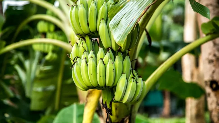 Pisang Punya Fakta Botani yang Menarik