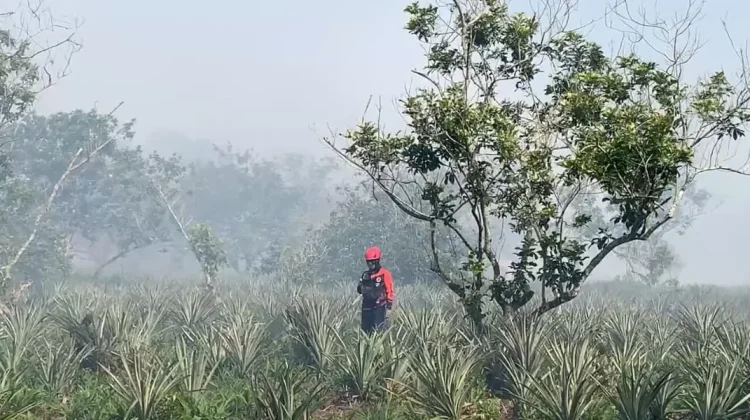 Hanya Sisa Pendinginan, BPBD Pastikan Tidak Ada Titik Api di Kota Pontianak