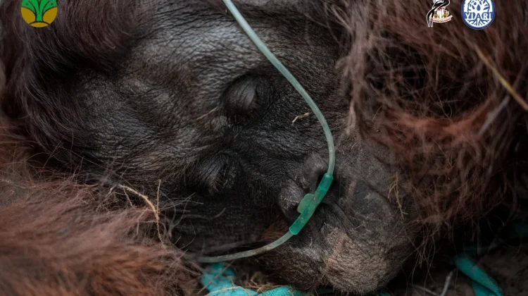 Orangutan Jantan Ditemukan Lemas, Diduga Terdampak Asap Karhutla di Ketapang