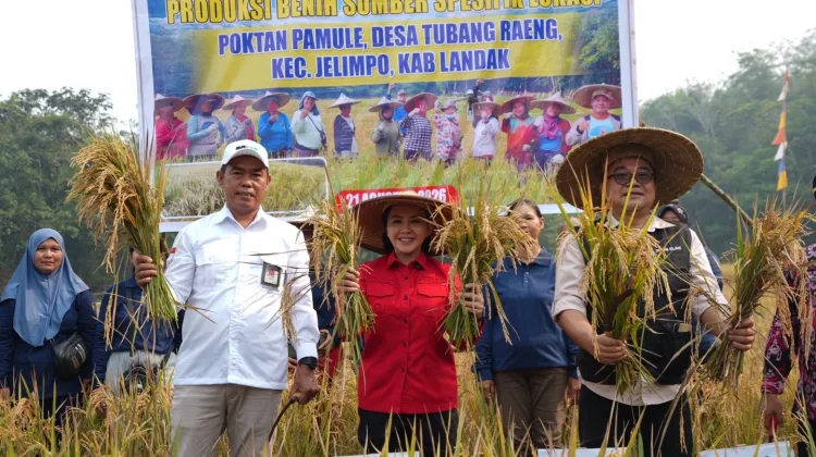 Panen Benih Padi Inpari 32 di Jelimpo, Karolin Soroti Rantai Pemasaran Petani