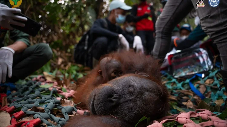 Habitat Terbakar, Induk dan Anak Orangutan di Ketapang Dievakuasi