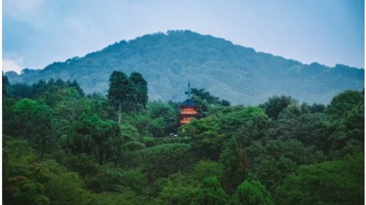 Manfaat Menjaga dan Mengelola Hutan Tradisi Leluhur