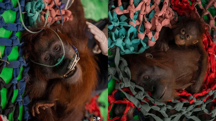 Tiga Orangutan Dievakuasi dari Area Terdampak Karhutla di Kayong Utara