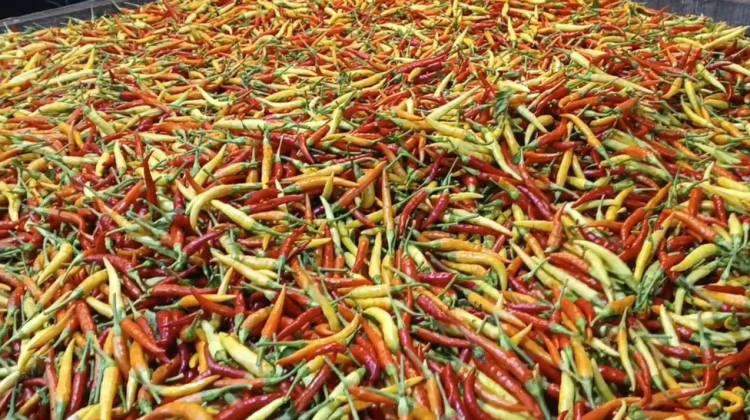 Kemarau Picu Harga Cabai di Pontianak Tembus Rp130 Ribu