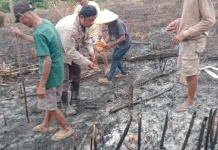 Polsek Jelai Hulu Gelar Penanaman Lahan Jagung Hibrida