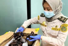 Cegah Virus Nipah, Balai Karantina Kalbar Perketat Pengawasan