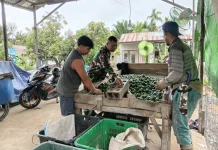 Babinsa Aktif Dukung Pertanian Jeruk Sambas