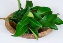 Khasiat dan Penggunaan Macam-macam Daun Salam