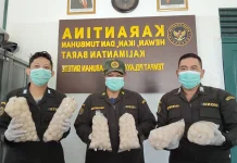 Karantina Kalbar Gagalkan Penyelundupan 502 Telur Penyu