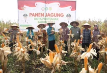 Panen Jagung Perdana di Pontianak Utara, Dukung Swasembada Pangan Berkelanjutan