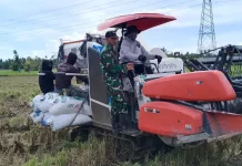 TNI Bantu Modernisasi Panen Padi Petani di Singkawang