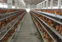 Disbunak Kalbar Pastikan Stok Ayam dan Telur Surplus jelang Lebaran