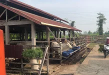 Pemkot Pontianak akan Renovasi Rumah Pemotongan Sapi
