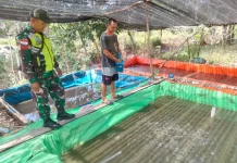 Babinsa Selakau Dorong Ketahanan Pangan dari Sektor Perikanan
