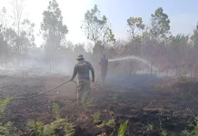 Kubu Raya Membara, 20 Hektare Lahan Gambut Hangus