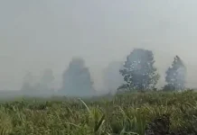 Karhutla Terjadi di Sejumlah Wilayah Kalbar, Masyarakat diminta Waspada