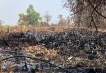 BPBD Pontianak Siapkan Posko Cegah Karhutla saat Kemarau