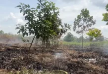 BPBD Pontianak: Kebakaran Lahan di Pontianak Didominasi Ulah Manusia