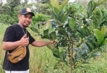 Kopi Liberika Bangkit di Senoyan, Sambas: Potensi Baru Komoditas Unggulan Kalbar