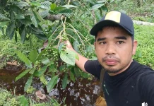 Seduhan Nikmat Kopi Liberika