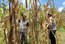 Panen Jagung 1 Hektare, Sinergi Polisi dan Petani Perkuat Ketahanan Pangan