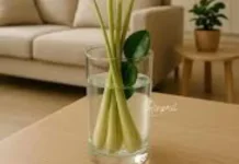 Bahan Alami yang Memiliki Aroma Segar dan Menenangkan