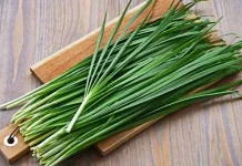 Kucai Sayuran Sederhana dengan Aroma Khas dan Kaya Gizi