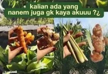Mengolah Tanaman Bumbu Menjadi Obat Alami