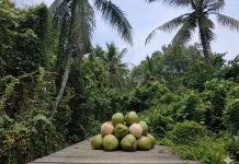 "Emas Hijau" di Pesisir Sungai Kupah