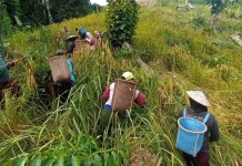Gawai Dayak: Tradisi Syukur Panen yang Sarat Makna dan Perekat Sosial Masyarakat