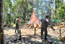 Polsek Silat Hilir Bongkar Arena Sabung Ayam di Dusun Keranji