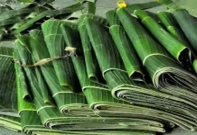 Daun Pisang Ramah Lingkungan dan Bernilai Budaya.