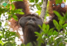 Kolaborasi Tim Gabungan Translokasi Orangutan di Kayong Utara