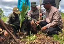 Menyulap Lahan Bekas Terbakar Jadi Pusat Agroforestry
