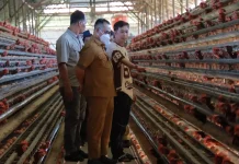 Tekan Inflasi, Bupati dan TPID Bengkayang Kaji Ternak Ayam Singkawang