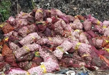 20 Ton Bawang Impor Ilegal Dimusnahkan