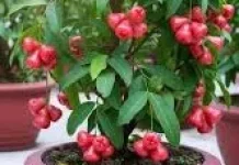 Menanam Pohon Jambu dalam Pot Menjadi Solusi Cerdas
