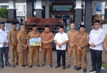 Sapi Limosin Bantuan Presiden Diserahkan di Masjid Al Isra’ Kubu Raya