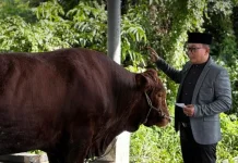 Gotong Royong ASN Kubu Raya Salurkan 23 Sapi Kurban