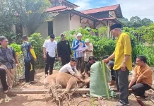 Jemput Keberkahan, Polres Melawi Kurban untuk Anggota dan Masyarakat