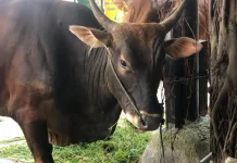 Jumlah Hewan Kurban di Pontianak Meningkat